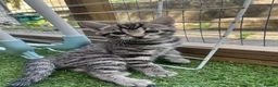 Bengal cats for sale: Bengal / British shorthair  - Advert 16