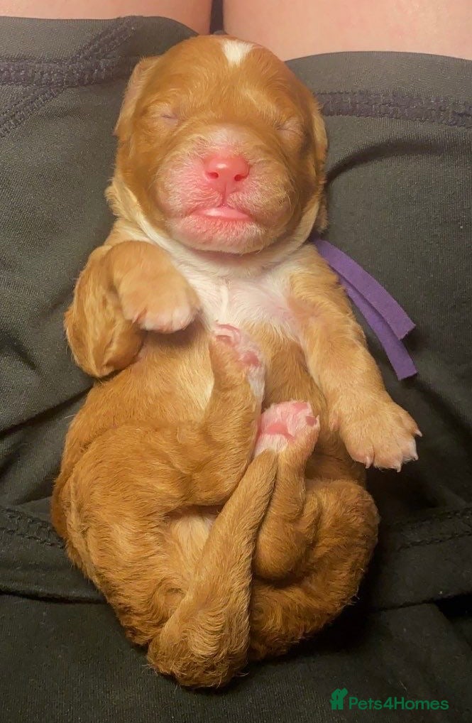 Labradoodle dogs 🐾 Beautiful F1B Miniature Labradoodle Puppies 🐾 - Advert 2