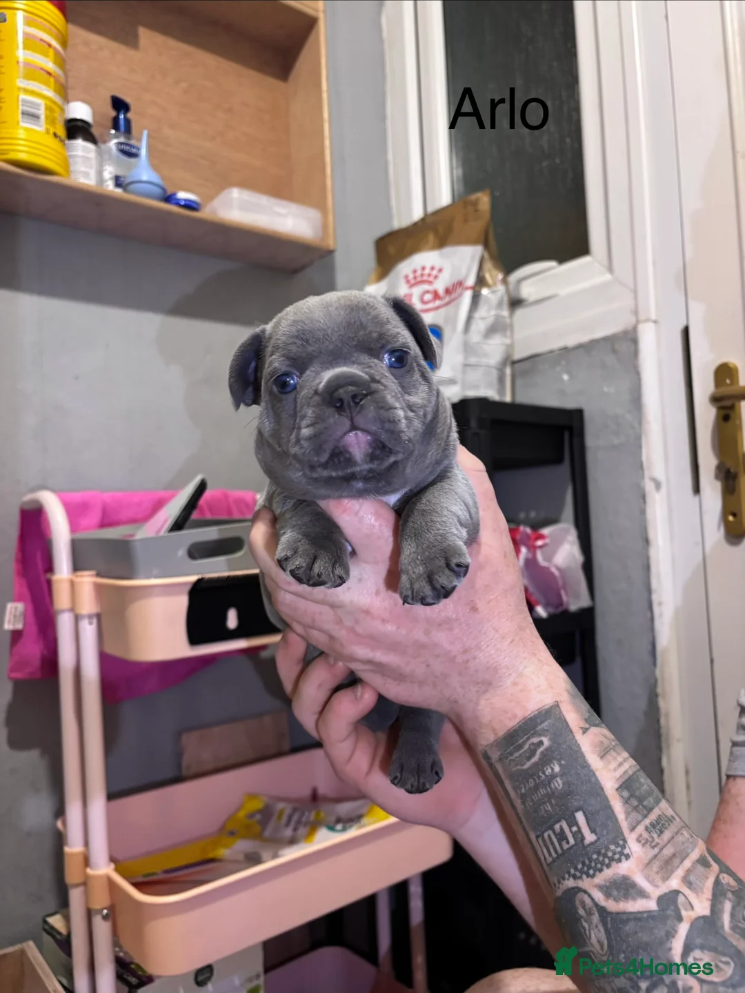 French Bulldog dogs for sale: French bulldog puppies - Advert 18