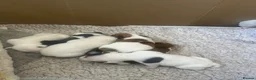 Jack Russell dogs for sale: Beautiful litter of 7 amazing Jack Russel puppies - Advert 23