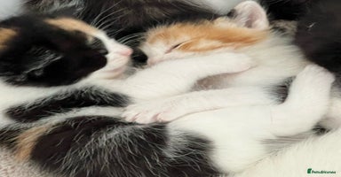 Mixed Breed cats - Advert 16