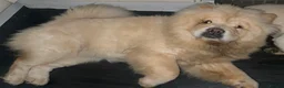 Chow Chow dogs for sale: KC Registered Female Chow Chow  - Advert 13