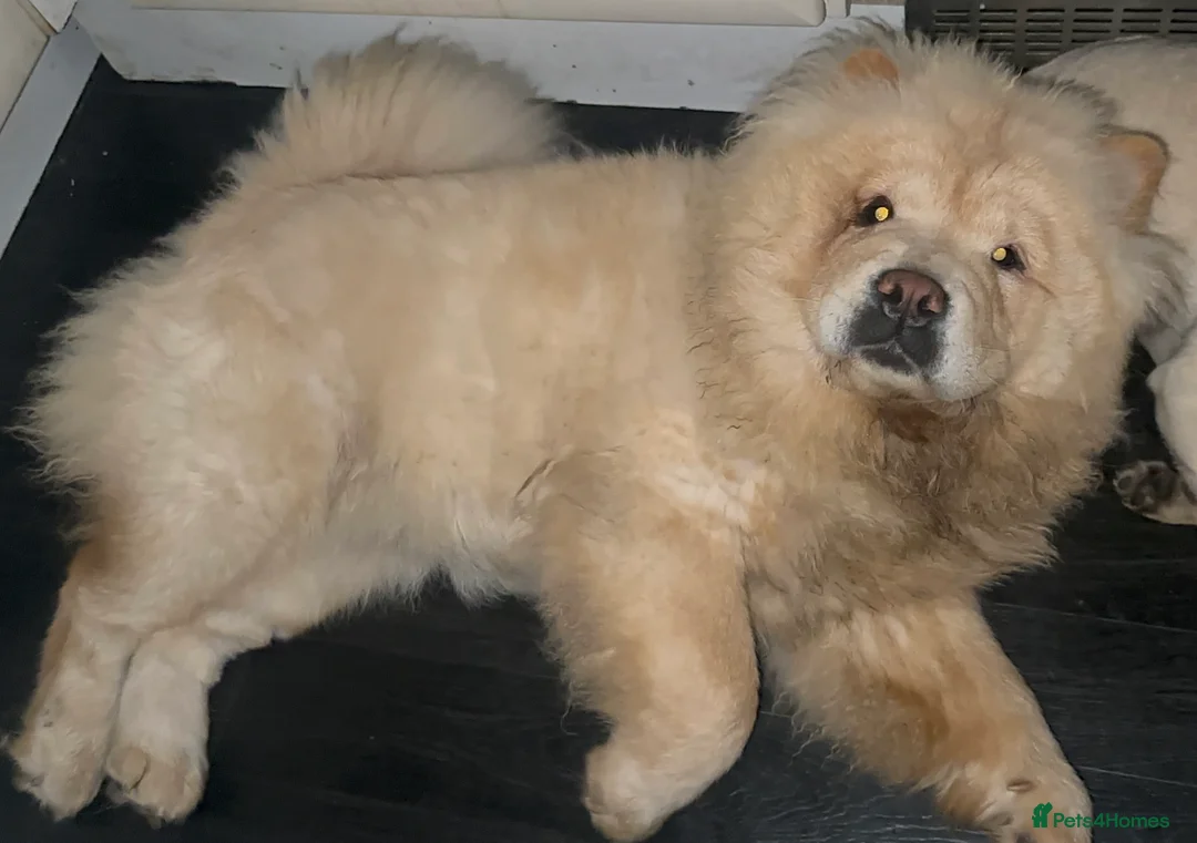 Chow Chow dogs for sale: KC Registered Female Chow Chow  - Advert 13