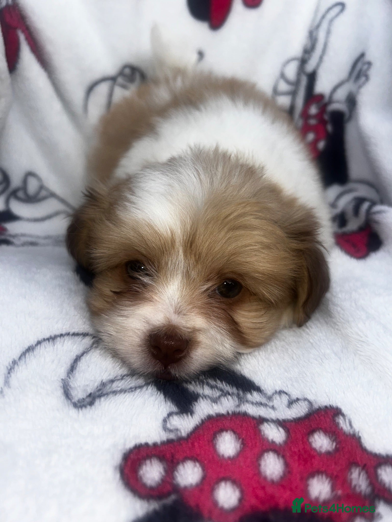 Shih Tzu dogs Imperial Shih Tzu puppies - Advert 9