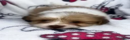 Shih Tzu dogs for sale: Imperial Shih Tzu puppies - Advert 1