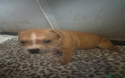 American Bull Staffy dogs for sale: American staffie puppies - Advert 6