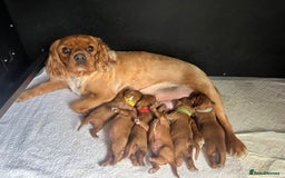 Cavalier King Charles Spaniel dogs for sale: 6 Ruby Puppies!! - Image 1