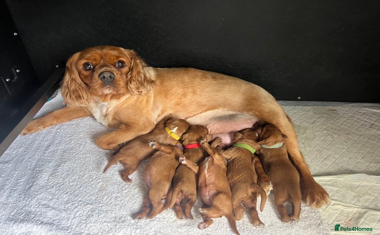 Cavalier King Charles Spaniel dogs - Advert 3