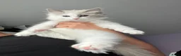Ragdoll cats for sale: Light Mink Cherubim Ragdoll kitten (Green eyes) - Advert 2