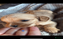Cavapoo dogs for sale: Cavapoo - Image 5