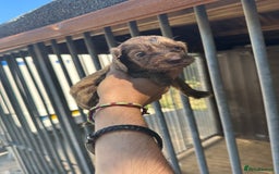 Cocker Spaniel dogs for sale: Rare cocker spaniels - Image 9