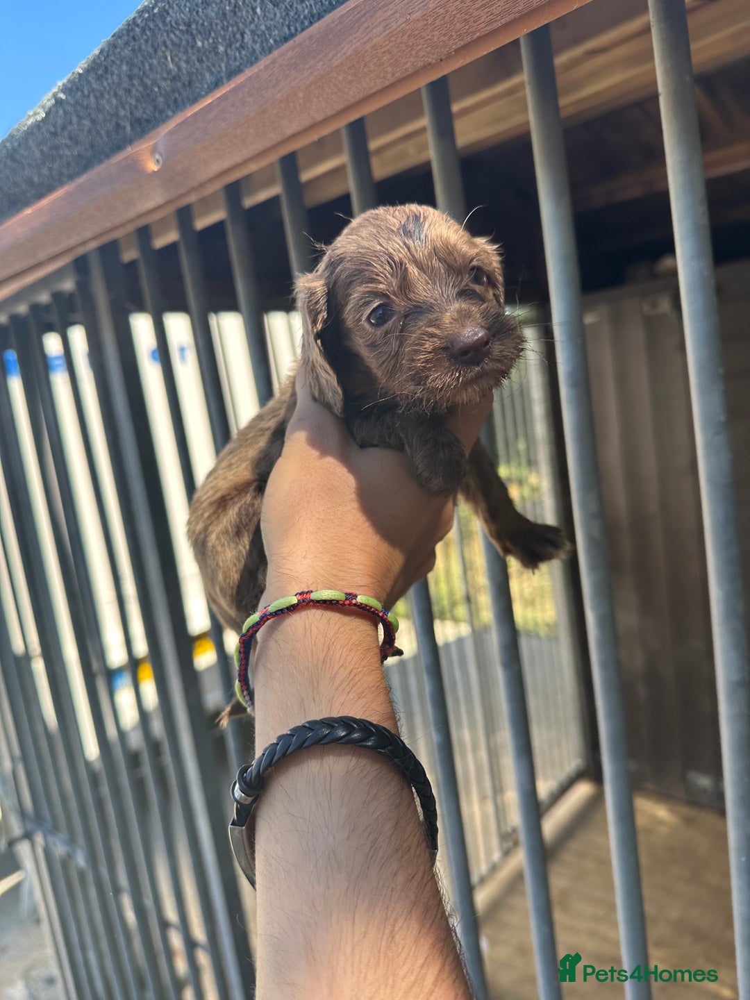 Cocker Spaniel dogs for sale: Rare cocker spaniels - Image 9