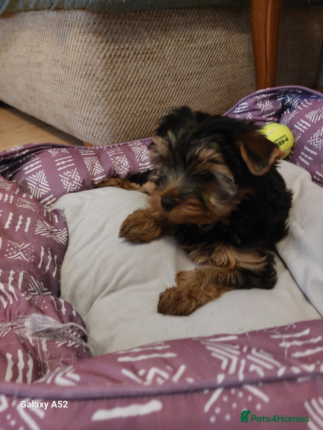 Yorkshire Terrier dogs for sale: Yorkshire Terrier Puppies (2 left) - Advert 33