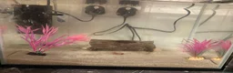 Axolotl reptiles for sale: 2 male axolotl - Advert 7