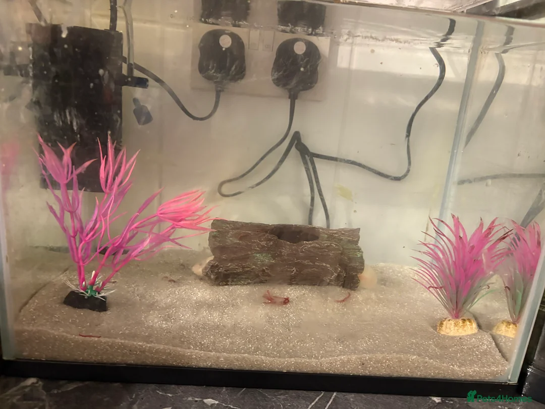 Axolotl reptiles for sale: 2 male axolotl - Advert 7