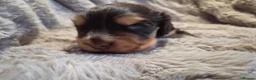 Cocker Spaniel dogs for sale: RKC SHOW COCKER SPANIEL PUPPY EXTENSIVELY HEALTH - Advert 4