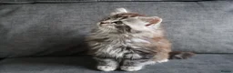 Maine Coon cats for sale: Maine Coon Cross Kittens - Fluffy Grey in Manchester - Advert 5