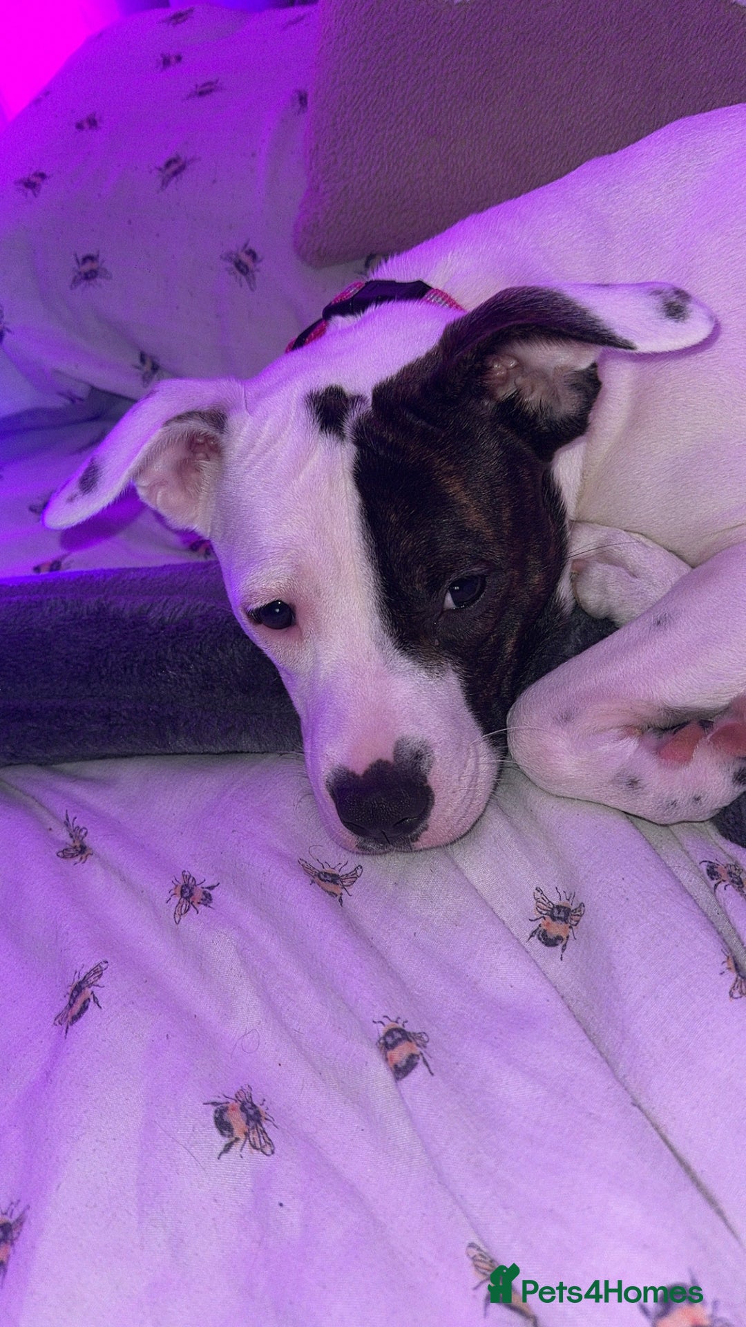 Mixed Breed dogs for sale: Daisy - Advert 4