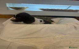 Cocker Spaniel dogs for sale: Rainbow litter cocker spaniel puppies  - Advert 5