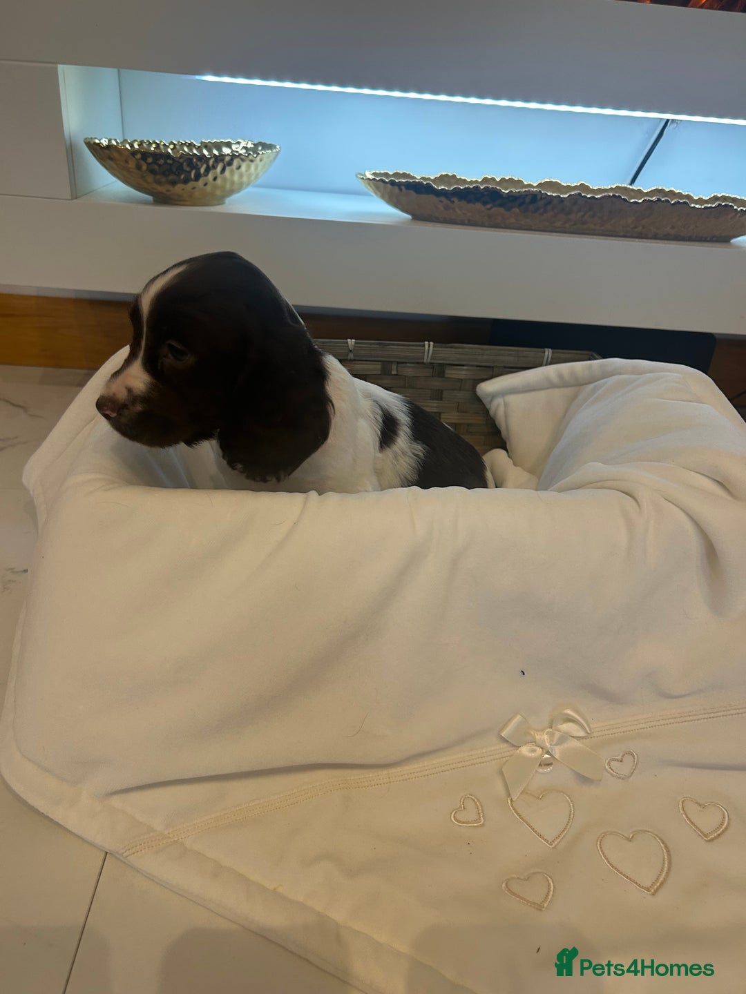 Cocker Spaniel dogs for sale: Rainbow litter cocker spaniel puppies  - Advert 5