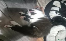 Mixed Breed cats for sale: Kitten  - Image 3