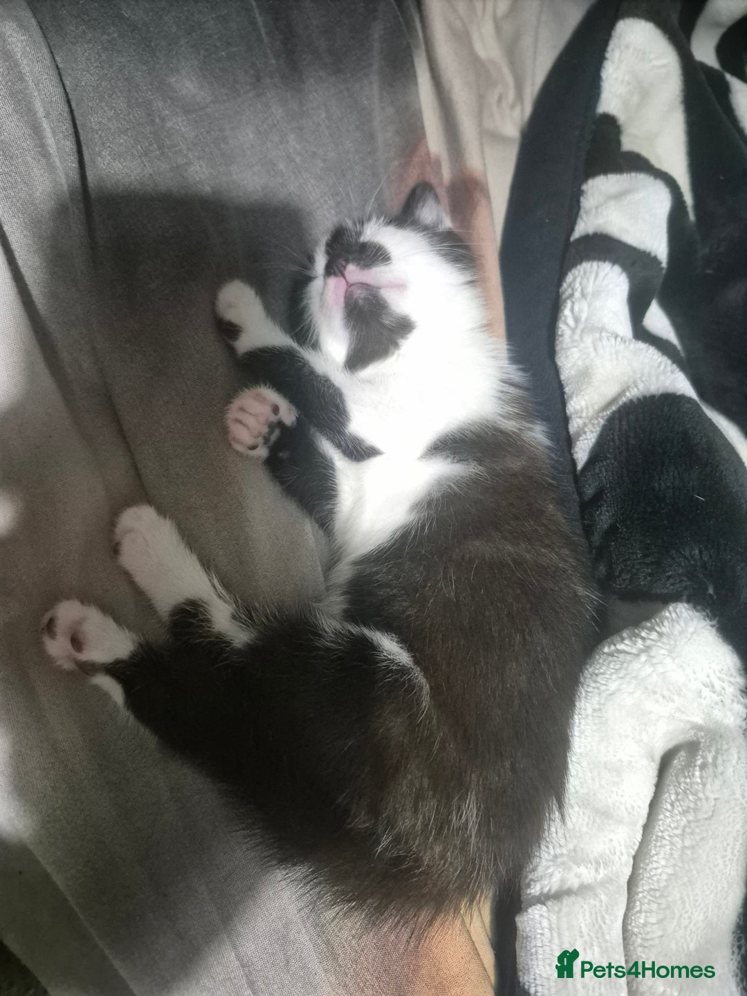Mixed Breed cats for sale: Kitten  - Image 3