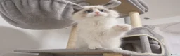Ragdoll cats for sale: Champion Chunky Ragdoll Kittens-Famous R Bloodline - Advert 11