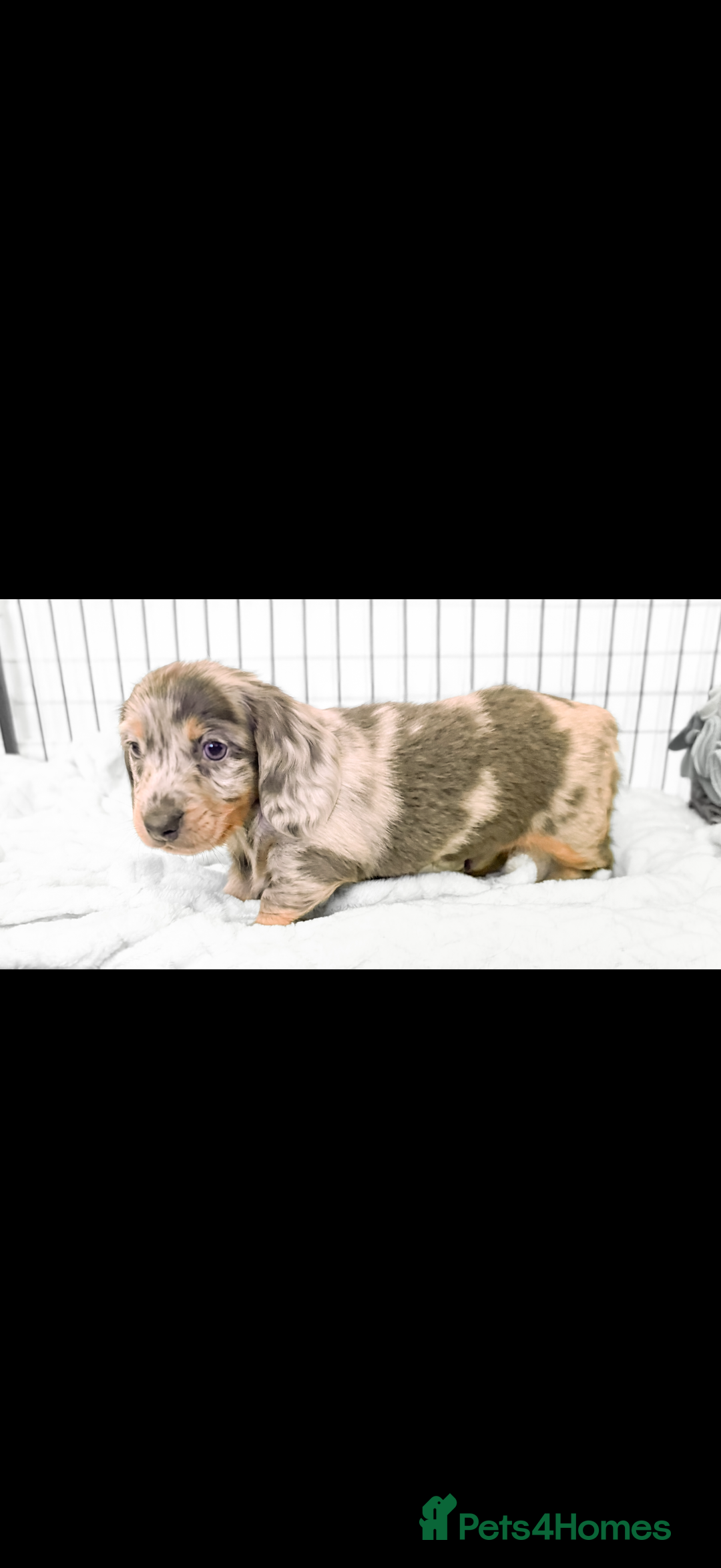 Miniature Dachshund dogs for sale: Miniature Dachshund - only Males available  - Advert 4
