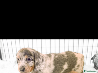 Miniature Dachshund dogs Longhaired Miniature Dachshund - Males available - Advert 5