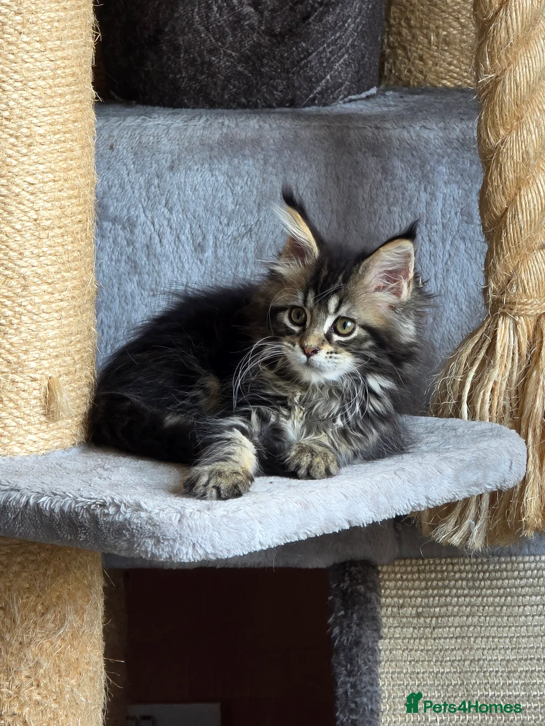 Maine Coon cats for sale: REDUCED XL Stunning full Maine Coon Kittens –  - Advert 2