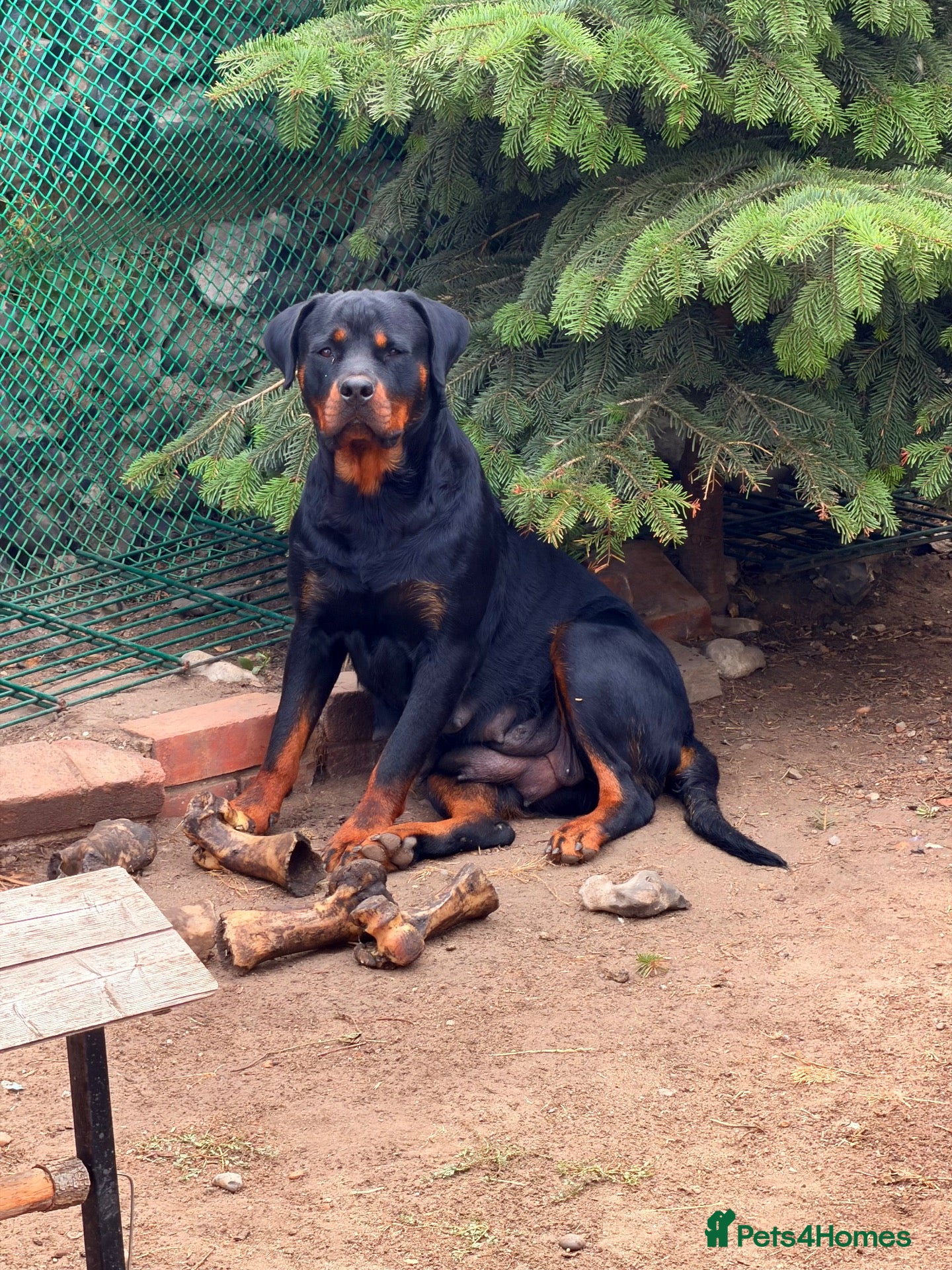 Rottweiler dogs Rotweiler puppy’s  - Advert 1