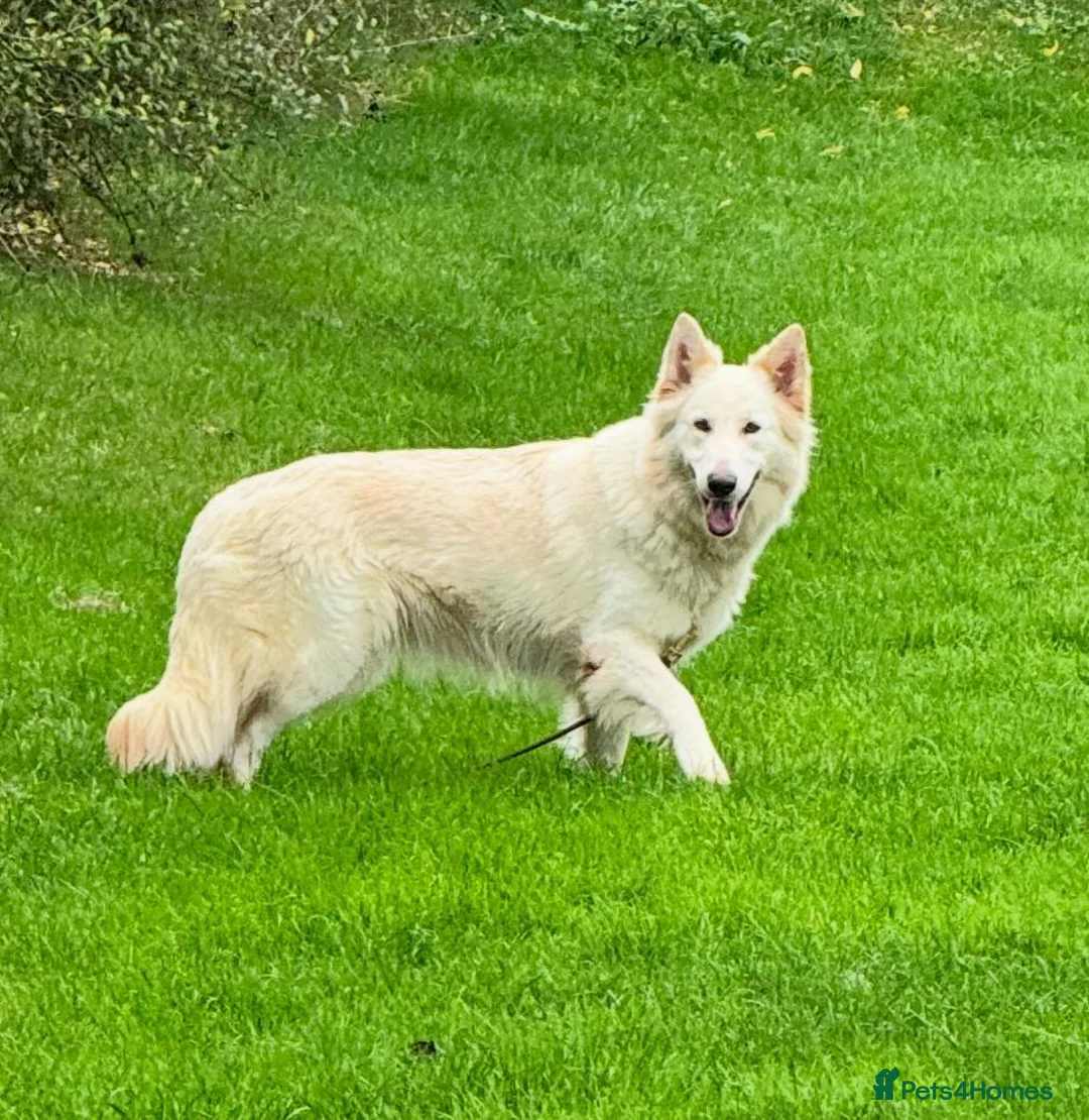 German Shepherd dogs for sale: Female German Shepherd  - Advert 2