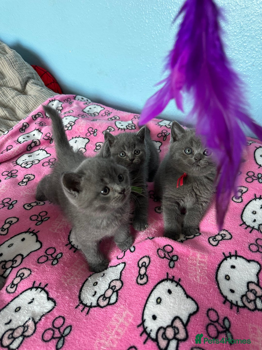 British Shorthair cats for sale: British short hair kittens - Advert 21