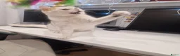 British Shorthair cats for sale: Amasing boy British Shorthair Silver Chinchilla  - Advert 2