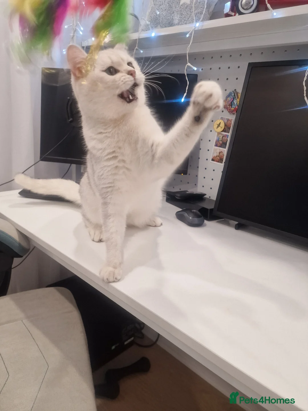 British Shorthair cats for sale: Amasing boy British Shorthair Silver Chinchilla  - Advert 2