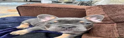 Mixed Breed dogs for sale: French bulldog x Yorkshire terrier - Advert 6