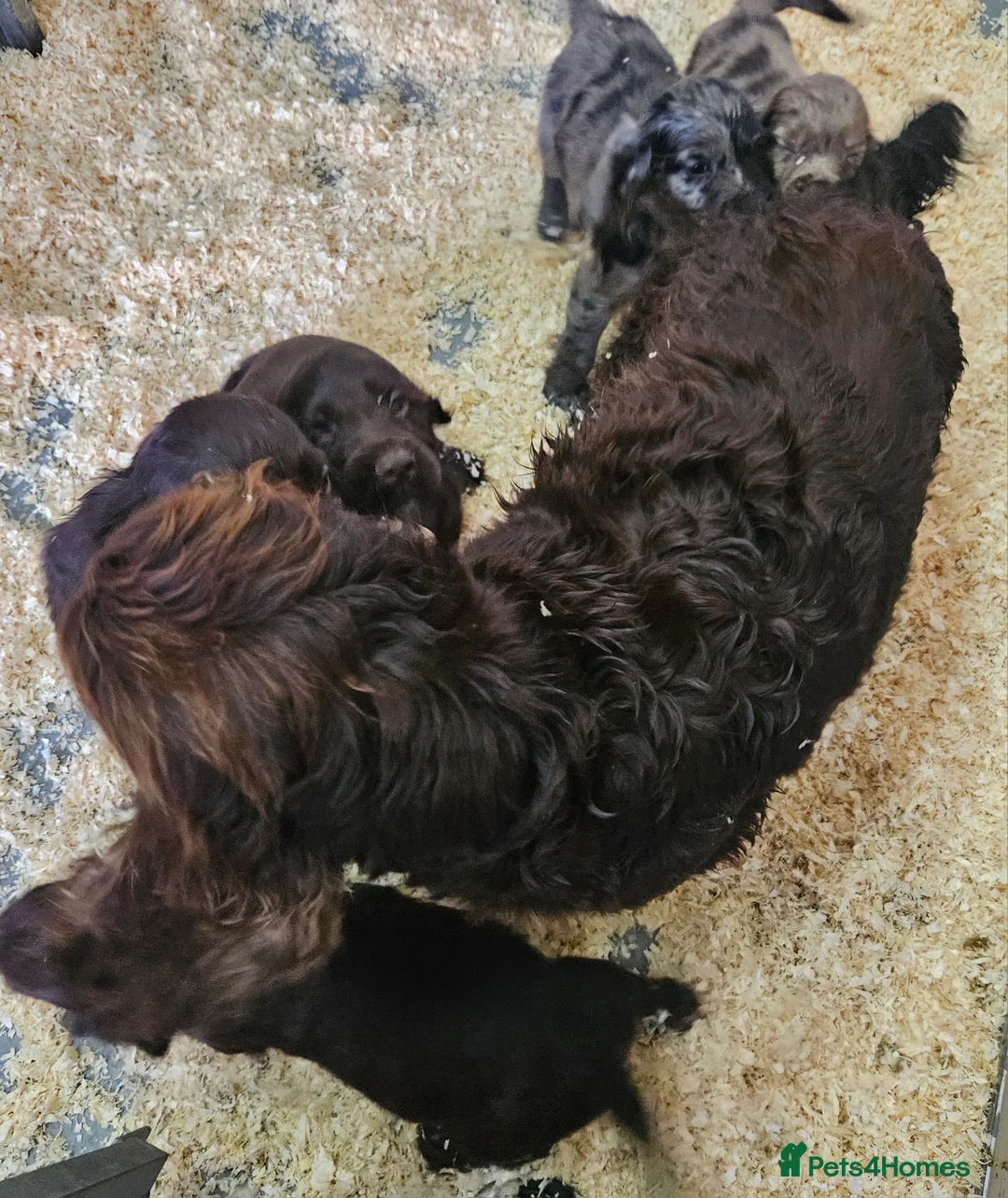 Cocker Spaniel dogs for sale: Working Type Cocker Spaniels - Advert 17