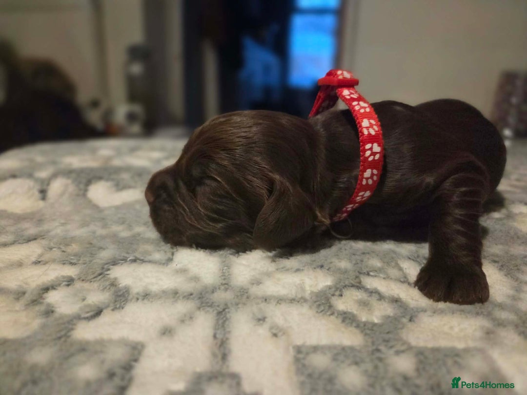 Cocker Spaniel dogs for sale: Working cocker spaniels  - Advert 2