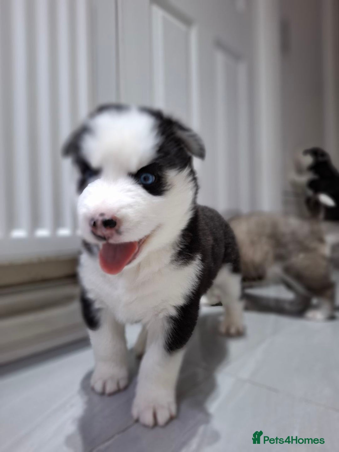 Siberian Husky dogs for sale: Siberian Huskies 1 Male 4 Female - Advert 31