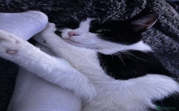 Domestic Shorthair cats for sale: 5 beautiful kittens for sale  - Image 1