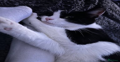 Domestic Shorthair cats - Advert 2