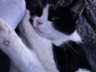 Domestic Shorthair cats - Advert 17