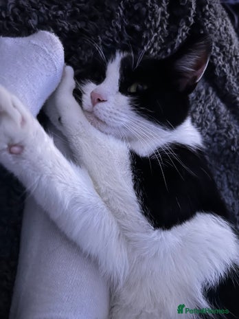 Domestic Shorthair cats - Advert 1