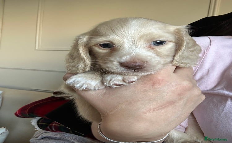 Miniature Dachshund dogs Top quality long haired miniature dachshunds  - Advert 11