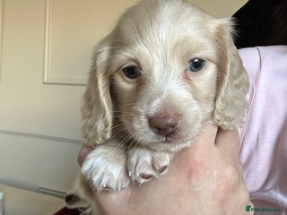 Miniature Dachshund dogs Top quality long haired miniature dachshunds - Advert 7