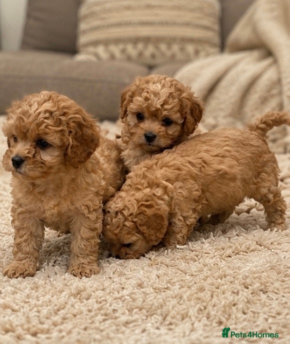 Cavapoo dogs Charming cavapoo puppies  - Advert 3