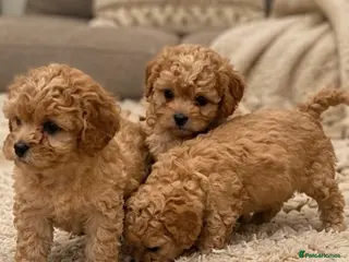 Cavapoo dogs Charming cavapoo puppies - Advert 14