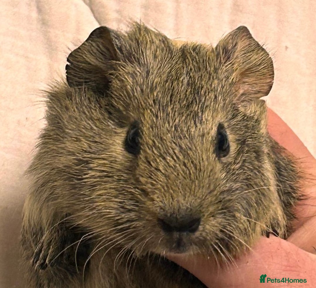 Guinea Pig rodents for sale: Baby Female Guinea Pigs For Sale  - Advert 2