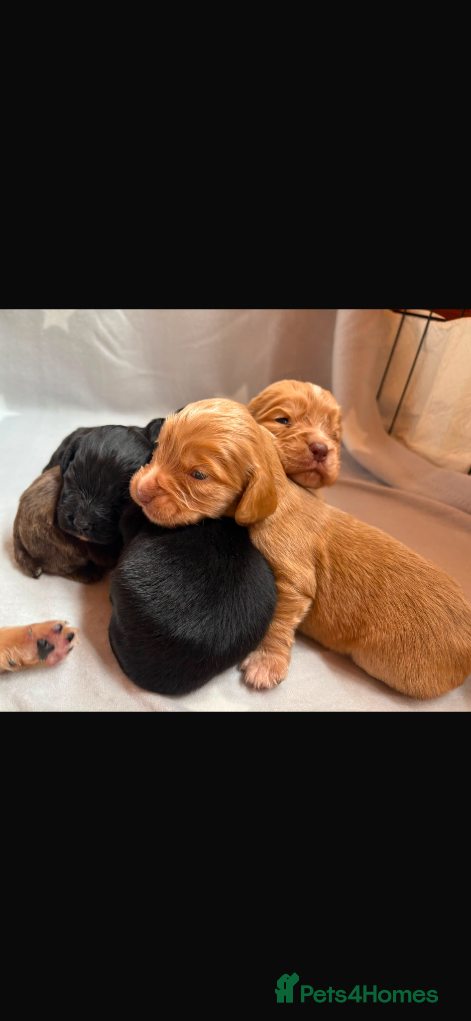 Cocker Spaniel dogs for sale: Beautiful working cocker spaniels  - Advert 6