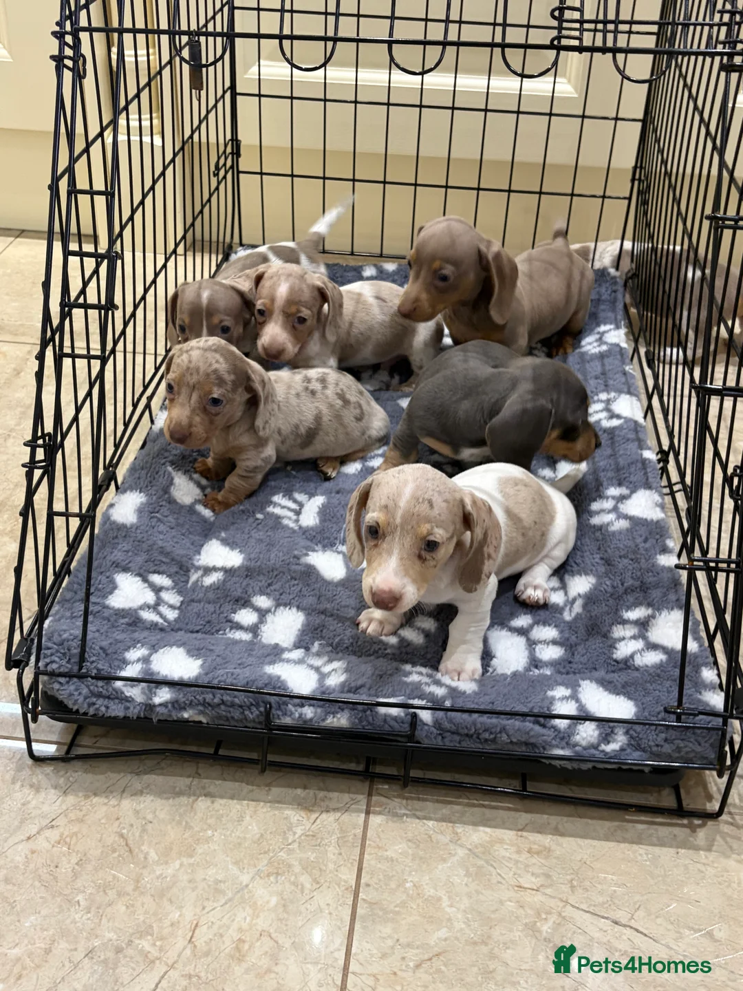 Miniature Dachshund dogs for sale: Miniature dachshund puppies for sale  - Advert 10